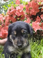 Bear, a male Rottweiler and Golden Retriever for sale in Acworth, GA – 3 of 7