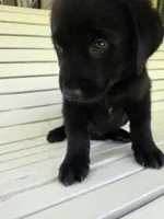 Duke, a male Rottweiler and Golden Retriever for sale in Acworth, GA – 3 of 4