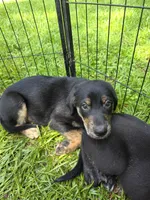 Ranger, a male Rottweiler and Golden Retriever for sale in Acworth, GA – 3 of 3