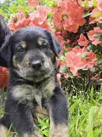 Bear, a male Rottweiler and Golden Retriever for sale in Acworth, GA – 4 of 7