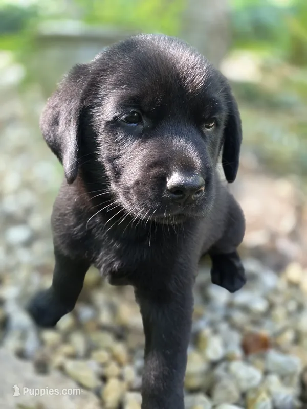 Ranger – Rottweiler, Golden Retriever puppy for sale in Acworth, GA
