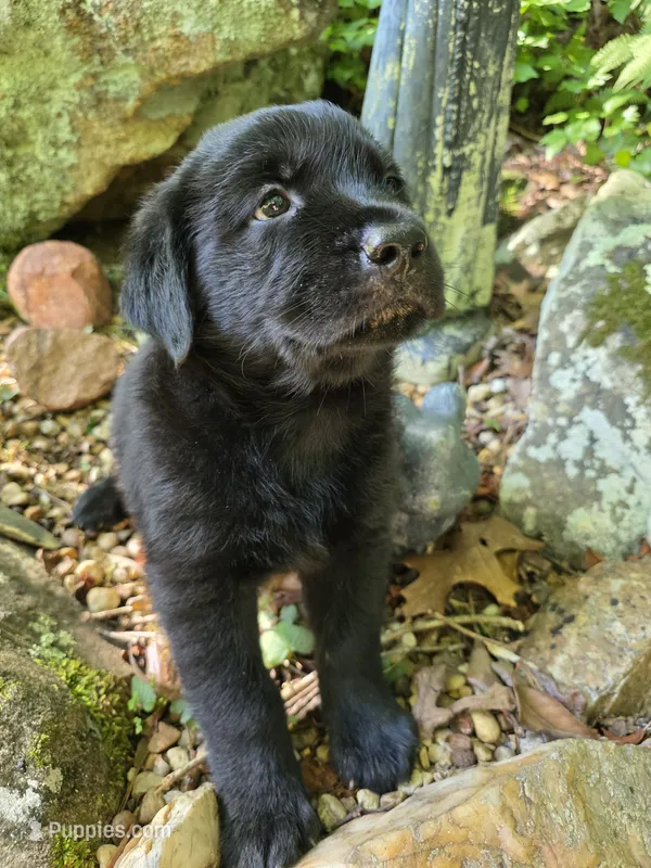 Ace – Rottweiler, Golden Retriever puppy for sale in Acworth, GA