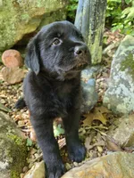 Ace, a male Rottweiler and Golden Retriever for sale in Acworth, GA – 1 of 4