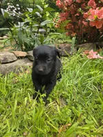 Thor, a male Rottweiler and Golden Retriever for sale in Acworth, GA – 4 of 4