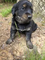 Biscuit , a male Rottweiler and Golden Retriever for sale in Acworth, GA – 5 of 5