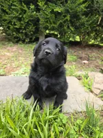 Willow, a female Rottweiler and Golden Retriever for sale in Acworth, GA – 2 of 7