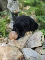 River, a female Rottweiler and Golden Retriever for sale in Acworth, GA – 5 of 5
