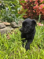 Thor, a male Rottweiler and Golden Retriever for sale in Acworth, GA – 1 of 4