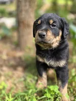 Ranger, a male Rottweiler and Golden Retriever for sale in Acworth, GA – 4 of 5