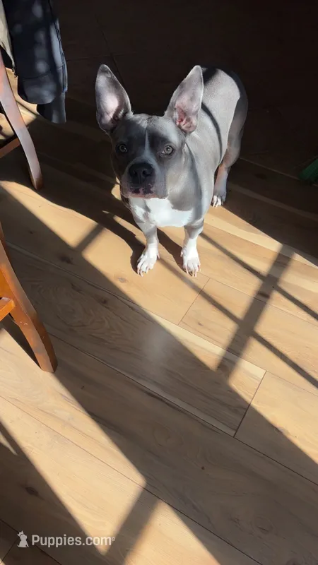 Skye – American Pit Bull Terrier puppy for sale in Norcross, GA