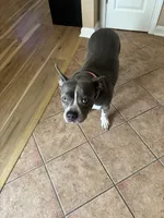Siye, a female American Pit Bull Terrier for sale in Norcross, GA – 2 of 4