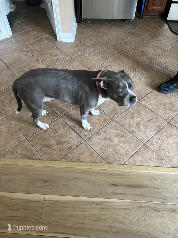 Siye – American Pit Bull Terrier puppy for sale in Norcross, GA