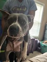 Siye, a female American Pit Bull Terrier for sale in Norcross, GA – 4 of 4