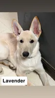 Lavender , a female German Shepherd Dog for sale in Mchenry, IL – 1 of 1