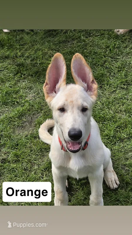 Orange – German Shepherd Dog puppy for sale in Mchenry, IL
