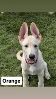 Orange, a male German Shepherd Dog for sale in Mchenry, IL – 1 of 1