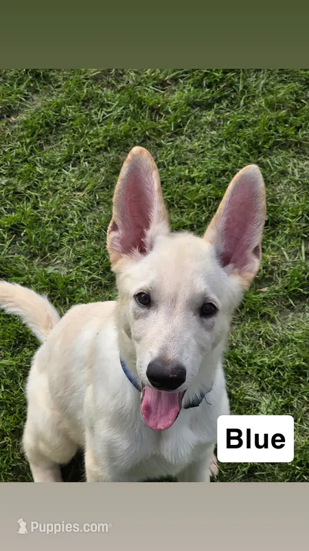 Blue – German Shepherd Dog puppy for sale in Mchenry, IL
