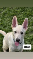 Blue, a male German Shepherd Dog for sale in Mchenry, IL – 1 of 1