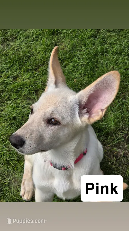 Pink – German Shepherd Dog puppy for sale in Mchenry, IL