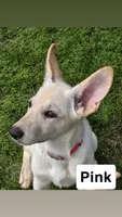 Pink, a female German Shepherd Dog for sale in Mchenry, IL – 1 of 1
