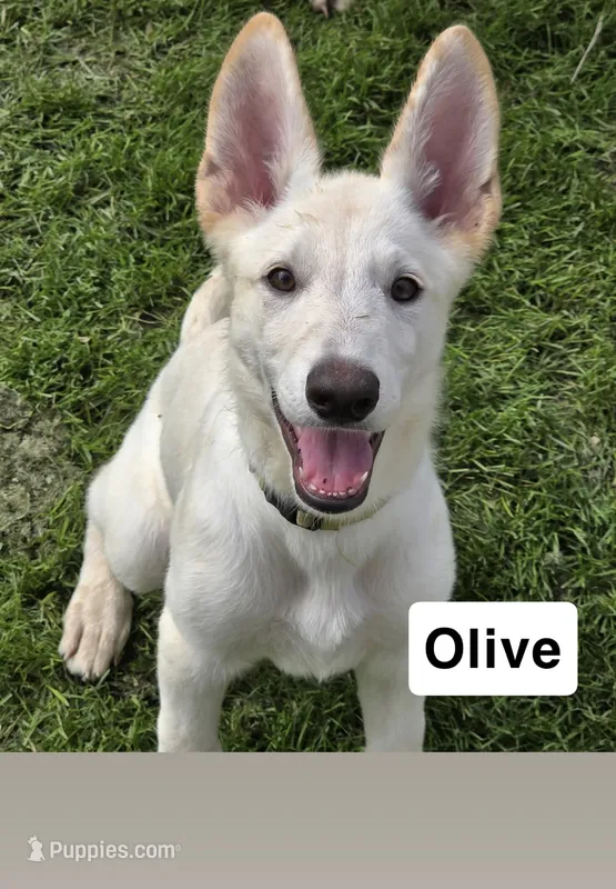 Olive – German Shepherd Dog puppy for sale in Mchenry, IL