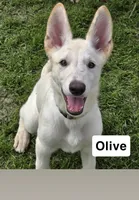 Olive, a male German Shepherd Dog for sale in Mchenry, IL – 1 of 1