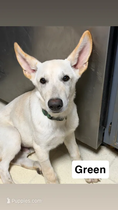 Green – German Shepherd Dog puppy for sale in Mchenry, IL