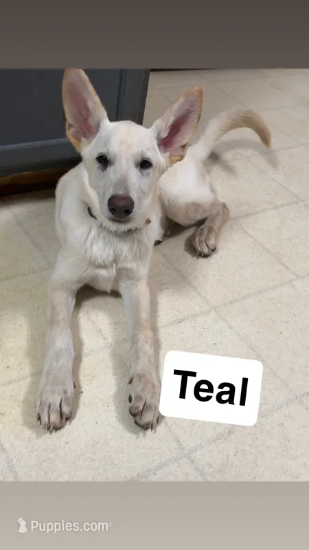 Teal – German Shepherd Dog puppy for sale in Mchenry, IL