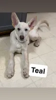 Teal, a male German Shepherd Dog for sale in Mchenry, IL – 1 of 1