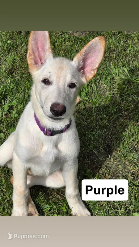 Purple – German Shepherd Dog puppy for sale in Mchenry, IL