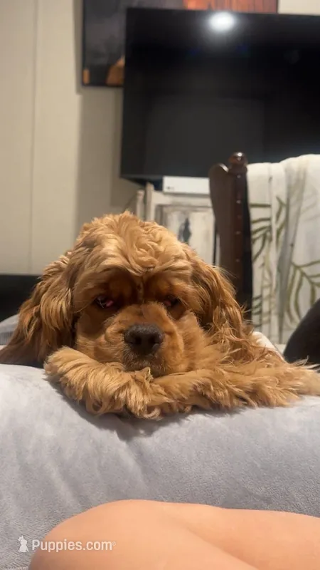 Louie – Cocker Spaniel puppy for sale in Graham, NC