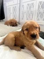 Girl 4, a  Golden Retriever for sale in Port Royal, VA – 4 of 4