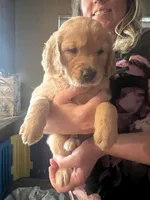 Boy 4, a  Golden Retriever for sale in Port Royal, VA – 4 of 5