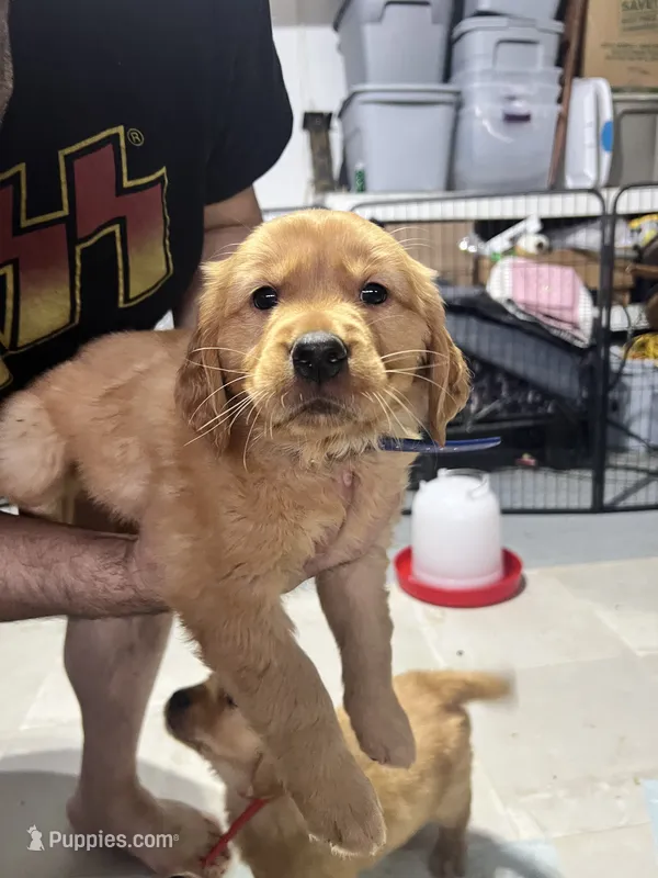 Girl 2 – Golden Retriever puppy for sale in Port Royal, VA