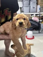 Girl 2, a  Golden Retriever for sale in Port Royal, VA – 1 of 7