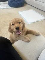 Boy 3, a  Golden Retriever for sale in Port Royal, VA – 2 of 5