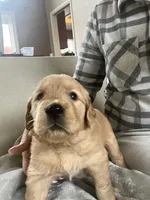 Girl 4, a  Golden Retriever for sale in Port Royal, VA – 1 of 4