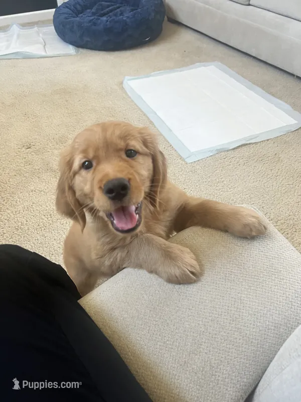 Boy 1 – Golden Retriever puppy for sale in Port Royal, VA