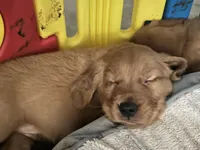 Girl 3, a  Golden Retriever for sale in Port Royal, VA – 5 of 6