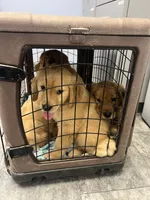 Girl 2, a  Golden Retriever for sale in Port Royal, VA – 3 of 7