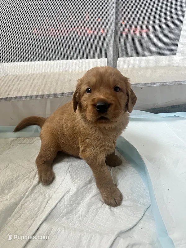 Boy 4 – Golden Retriever puppy for sale in Port Royal, VA