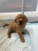 Boy 4, a  Golden Retriever for sale in Port Royal, VA – 1 of 5