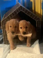 Boy 2, a  Golden Retriever for sale in Port Royal, VA – 4 of 5
