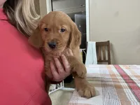 Boy 1, a  Golden Retriever for sale in Port Royal, VA – 9 of 10