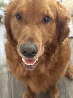 Boy 1, a  Golden Retriever for sale in Port Royal, VA – 7 of 10