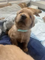 Boy 4, a  Golden Retriever for sale in Port Royal, VA – 5 of 5