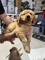 Boy 3, a  Golden Retriever for sale in Port Royal, VA – 3 of 5