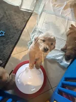 Girl 3, a  Golden Retriever for sale in Port Royal, VA – 4 of 6