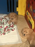 Boy 2, a  Golden Retriever for sale in Port Royal, VA – 2 of 5