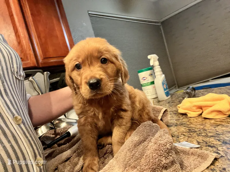 Boy 3 – Golden Retriever puppy for sale in Port Royal, VA